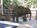 FAE ziekenhuis, baby olifant Mosha met prothese