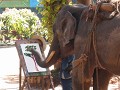 Elephant conservation center, schilderende olifant