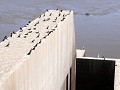 Salto Grande, visladder, vogels wachten op een pro