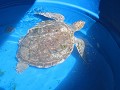 La Coronilla, Karumbé, schildpadden rehabilitatiec