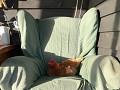 Atlántida, Chacra Holandesa, kip laat elke ochtend