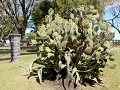 Geoparque Grutas de Palacio, cactus bij de ingang 