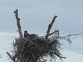 Homer - Bald Eagle (Witkop zeearend) nest met jong