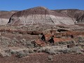Petrified Forest NP - Long Logs wandeling