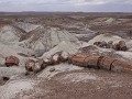 Petrified Forest NP - Crystal Forest rondwandeling