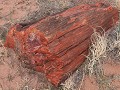 Petrified Forest NP - Crystal Forest rondwandeling