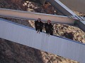 Glen Canyon NRA - 2 condors op Navajo Bridge