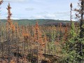 verbrande bossen langs de Alaska Highway