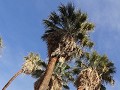 Lost Palms Oasis, Joshua Tree NP