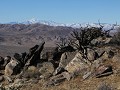 Ryan Mountain, Joshua Tree NP