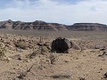 Barber Peak rondwandeling, Mojave National Preserv