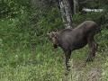 eland langs de Alaska Hwy