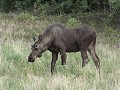 jonge eland langs de Alaska Hwy