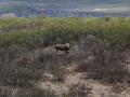 Denali Highway, eland met jong