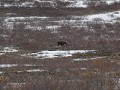Denali Highway, eland met jong op de hoogvlakte