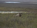 Denali Highway, eland aan onze slaapplaats