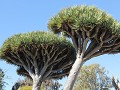 San Diego - Balboa Park, woestijntuin