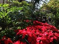San Diego - Balboa Park, kerstrozen in plantenserr