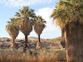 Coachella Valley Preserve, palmen oase