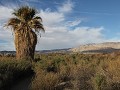 Coachella Valley Preserve, palmen oase