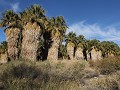 Coachella Valley Preserve, palmen oase