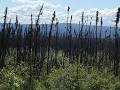 Taylor Hwy, in 2004-2005 verbrande natuur herstelt