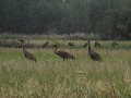 Creamer's field, Sandhill kraanvogels