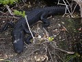 Everglades NP, Royal Palm, Anhinga Trail, alligato