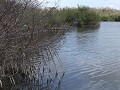 Everglades NP, West Lake, rondwandeling