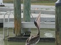 Everglades NP, Flamingo Visitor Center, pelikaan i