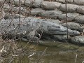 Everglades NP, Flamingo Visitor Center, krokodille