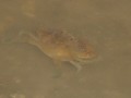 Everglades NP, krabben zwemmen in Eco Pond