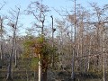 Big Cypress National Preserve, Kirby Storter Trail