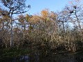 Big Cypress National Preserve, Kirby Storter Trail