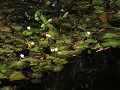 Big Cypress National Preserve, Kirby Storter Trail