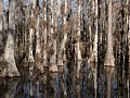 Big Cypress National Preserve, Scenic Loop Road