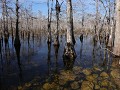 Big Cypress National Preserve, Scenic Loop Road