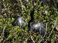 Everglades NP, Shark Valley, Tram Trail