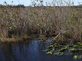 Everglades NP, Shark Valley, Tram Trail
