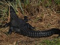 Everglades NP, Shark Valley, Tram Trail