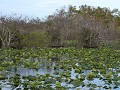 Everglades NP, Royal Palm, Anhinga Trail
