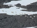 berggeiten aan Harding Icefield, boven Exit Glacie