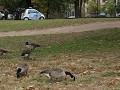 New York City, Manhattan - Central Park, de kleins