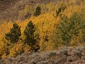 herfstkleuren onderweg in Wyoming