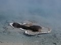 Yellowstone NP - Midway Geyser Basin