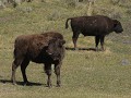 Yellowstone NP - bizons in Lamar River Valley