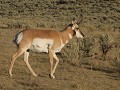 Yellowstone NP - Proghorn Antelope op weg naar nor