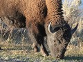 Yellowstone NP - bizon op weg naar north-east entr