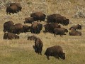 Yellowstone NP - bizons op weg naar north-east ent
