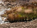 Yellowstone NP - Mud Volcano
